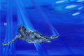 Deep Blue Turtle 1 Archival Giclee Print
